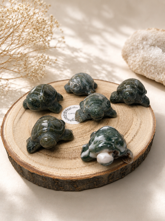 Moosachat Schildkröten