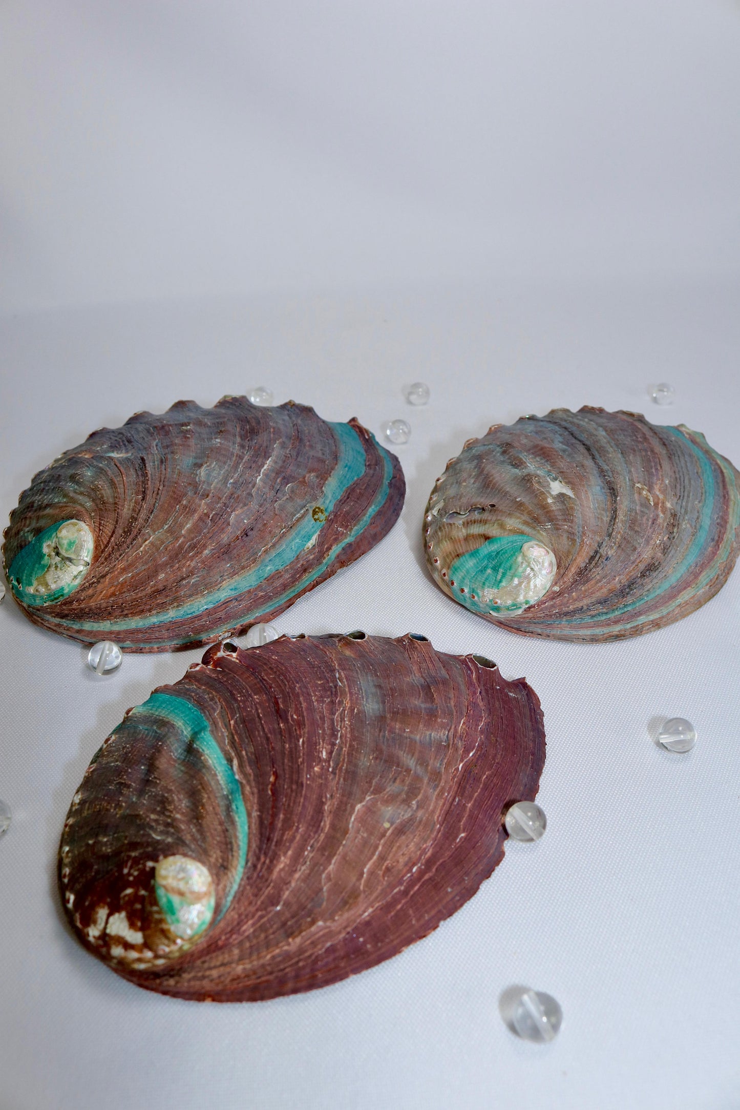 Perlmutt Muscheln